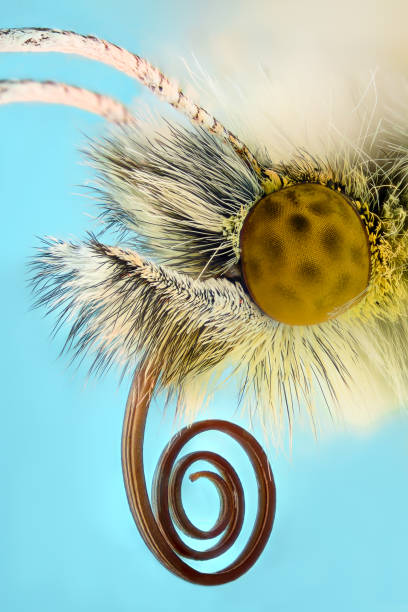 Extreme magnification - Anthocharis cardamine butterfly