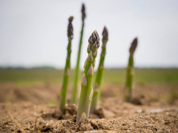 asparagi appena coltivati - asparagus foto e immagini stock