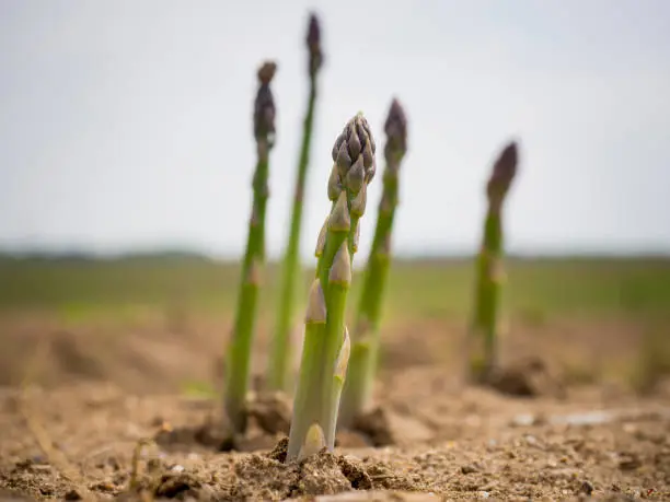 Photo of Freshly grown asparagus