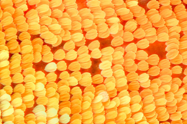 Extreme magnification - Butterfly wing scales