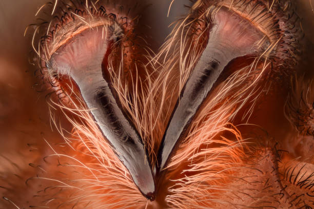 Extreme magnification - Mexican redknee tarantula fangs stock photo