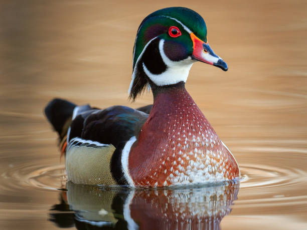 istock Male Wood Duck 679908288