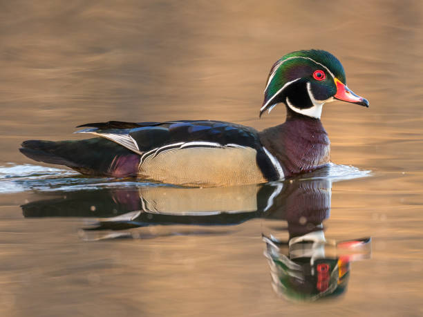 istock Male Wood Duck 679908292