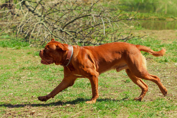 istock Red-haired dog. Red Mastiff run in park 679910896