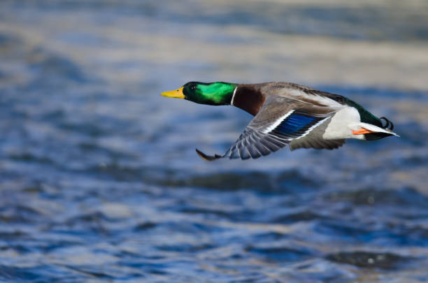 istock Mallard Duck Flying Low Over the River 679911036