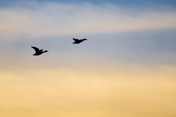 istock Silhouetted Ducks Flying in the Sunset Sky 679911058