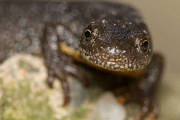 Triturus Dobrogicus,The Danube crested newt