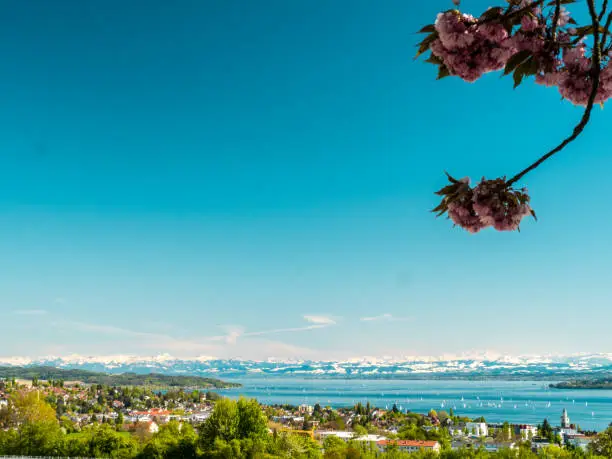 Panoramic view of lake of Lake Constance with Swiss Alps in background, with with apple blossoms