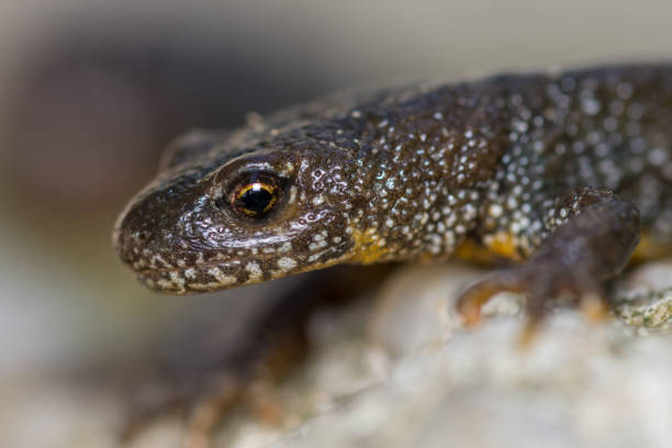 istock Triturus Dobrogicus,The Danube crested newt 679913928