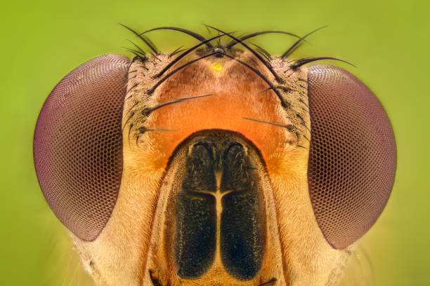 Extreme magnification - Fruit fly stock photo