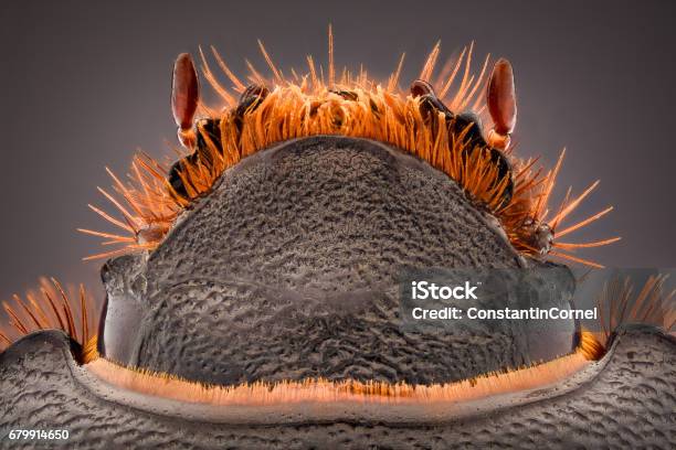 Extreme Magnification Pentodon Idiota Stock Photo - Download Image Now - Anaerobic Exercise, Animal, Animal Antenna