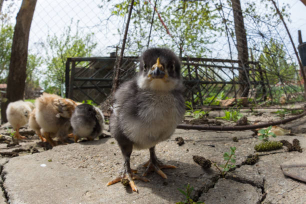 grande angular de uma galinha bebê em uma fazenda rural - eggs new life shape animals and pets - fotografias e filmes do acervo