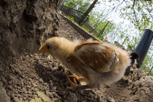 grande angular de uma galinha bebê em uma fazenda rural - eggs new life shape animals and pets - fotografias e filmes do acervo