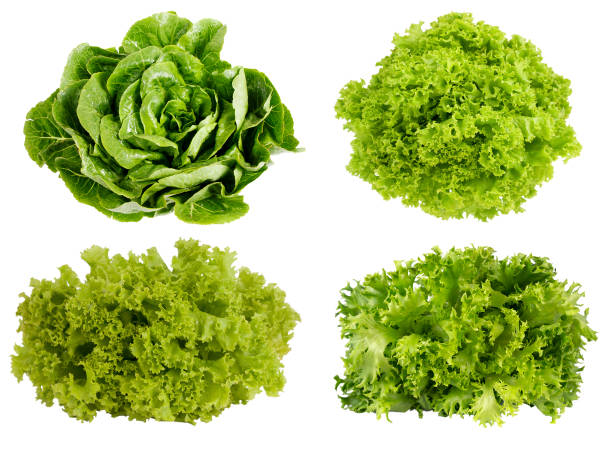 istock Fresh green lettuce isolated on white background. 679916436