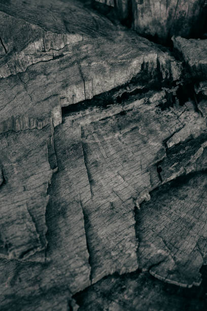 istock Dark rough wood texture. Abstract tree trunk background. Vintage wood. Abstract texture and background for designers. Closeup view of dark rough tree trunk texture. 679916502