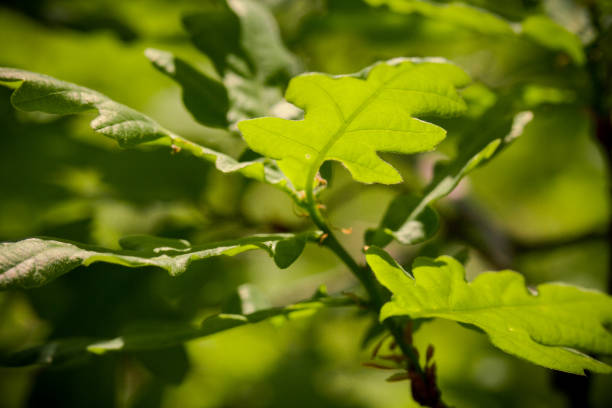 Branches with green leaves Branches with green leaves in the park desecrate stock pictures, royalty-free photos & images