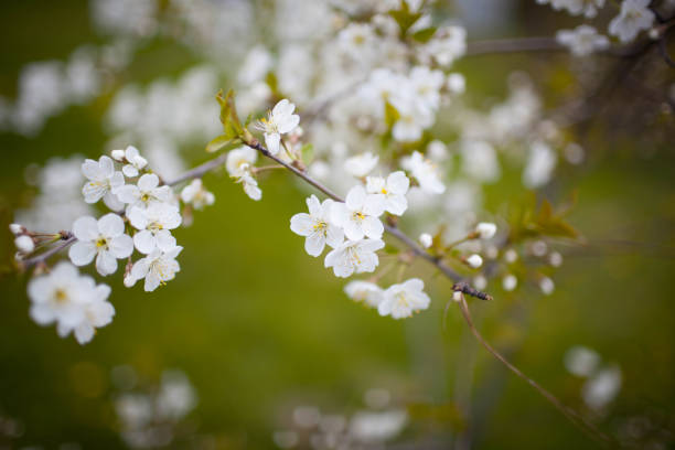 istock cherry blossom white on a green background 679923936