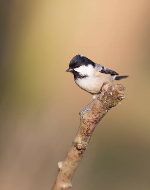 istock Coal Tit, Resting on a branch. 679924060