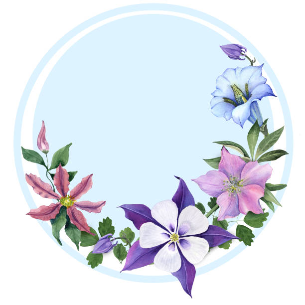 Floral Greeting Card with Aquilegia, hellebore and clematis Floral Greeting Card with Aquilegia, hellebore and clematis on blue circle blue gentian stock illustrations