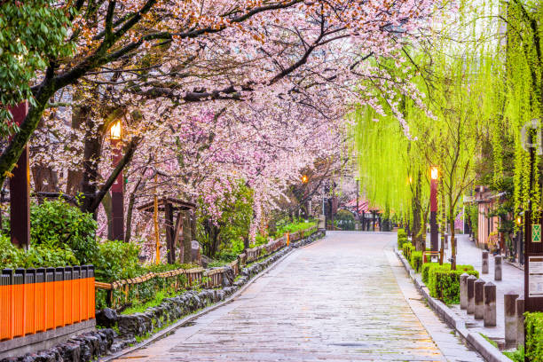 Kyoto in Spring Gion Shirakawa, Kyoto, Japan in spring. kyoto city photos stock pictures, royalty-free photos & images