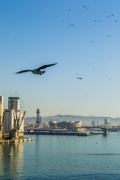 Seagulls in Port stock photo
