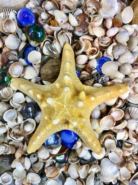 istock variety of sea shells and stars 679940526