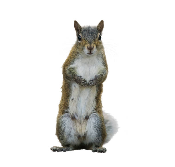 American Gray Squirrel American Gray Squirrel isolated on white background squirrel stock pictures, royalty-free photos & images