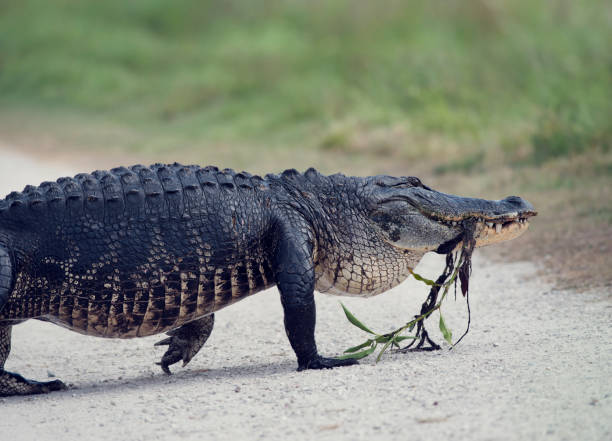 Alligator walking with some water plants in its mouth