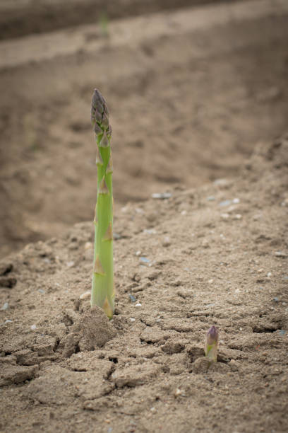 Green asparagus in soil stock photo