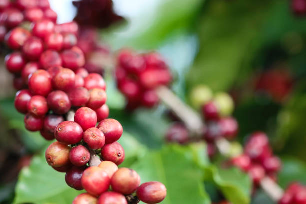 istock Coffee plant fruit in coffee farm 679950810