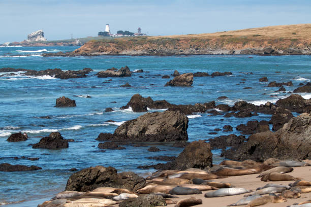 elephant seal colony w: piedras blancas lighthouse north of san simeon on the central coast of california usa - san simeon zdjęcia i obrazy z banku zdjęć