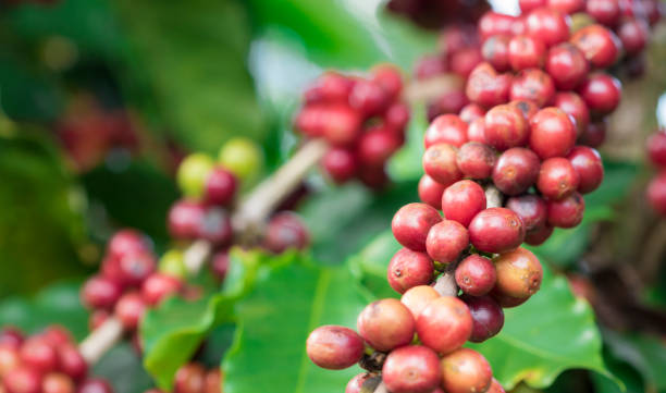 istock Coffee plant fruit in coffee farm 679953516