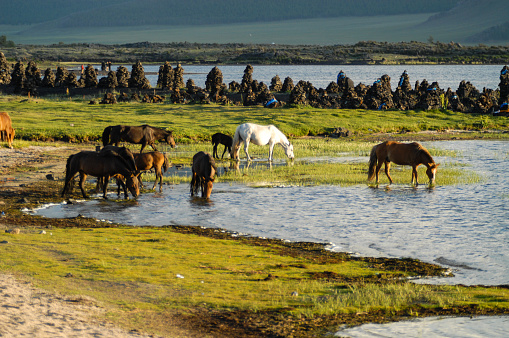 Typical mongolian landscape and steppe with horses