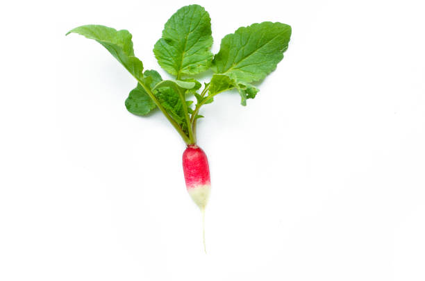 istock radish and green leaf isolated on white background 679963016
