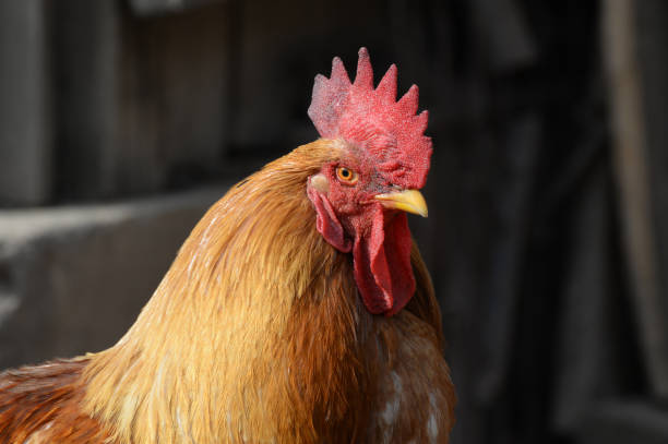 istock Beautiful rooster  with a red comb and a yellow beak 679966282