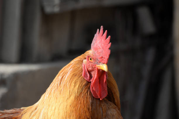 istock Beautiful rooster  with a red comb and a yellow beak 679966290
