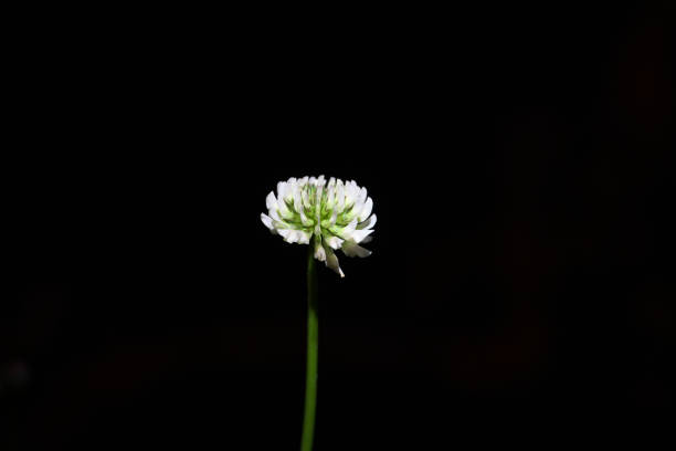 Tokyo, Japan-May 7, 2017: white clover,Trifolium repens, before sunrise