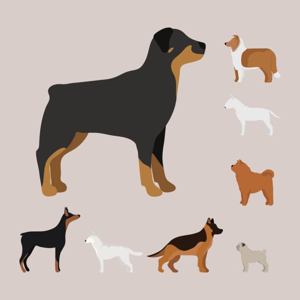 Funny cartoon dog character bread in cartoon style vector illustration Funny cartoon dog character bread in cartoon style happy puppy and isolated friendly mammal vector illustration. Domestic element flat comic adorable mascot canine. drawing of the doberman pinscher dogs stock illustrations