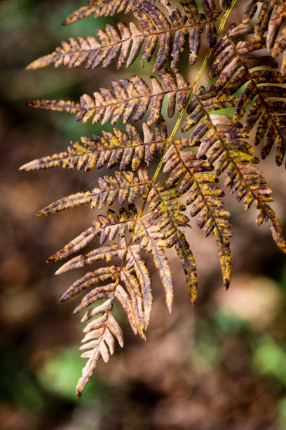 istock autumn colored old leaves on blur background 679975626