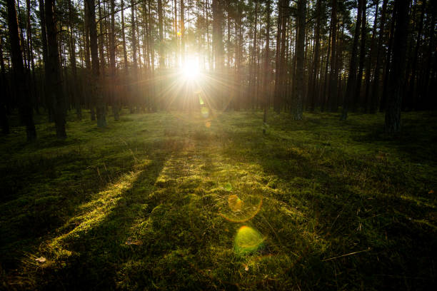 istock Misty morning in the woods. forest with tree trunks 679975718