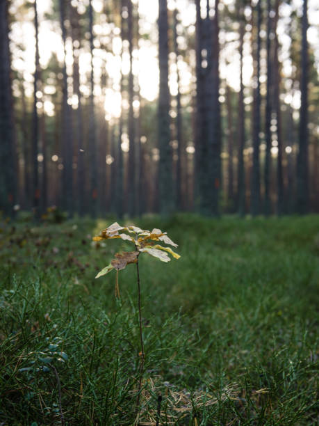 istock Misty morning in the woods. forest with tree trunks 679975756