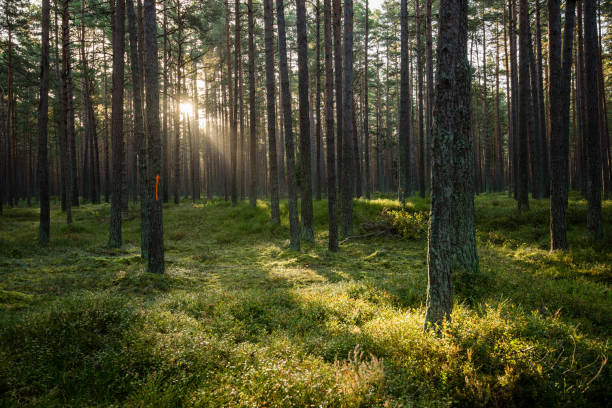 istock Misty morning in the woods. forest with tree trunks 679975808