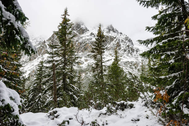 istock carpathian mountains in winter snow 679976140