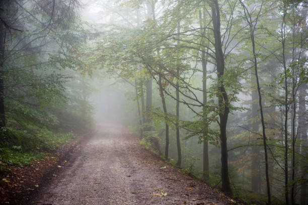 istock colorful autumn trees in heavy mist in forest 679976336