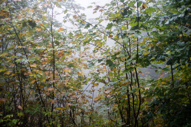 istock colorful autumn trees in heavy mist in forest 679976346