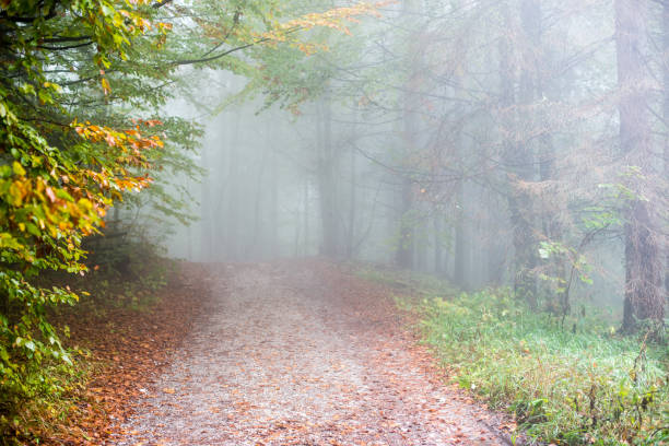 istock colorful autumn trees in heavy mist in forest 679976350