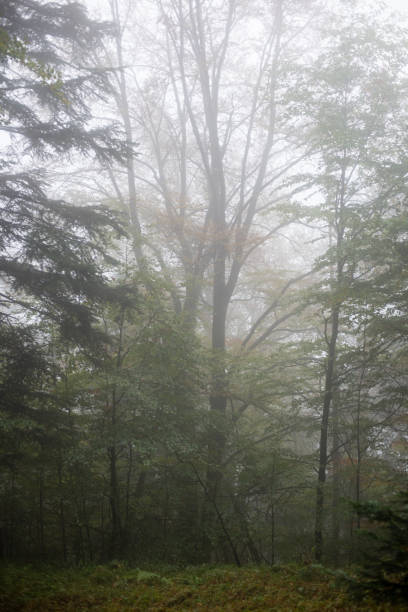 istock colorful autumn trees in heavy mist in forest 679976354