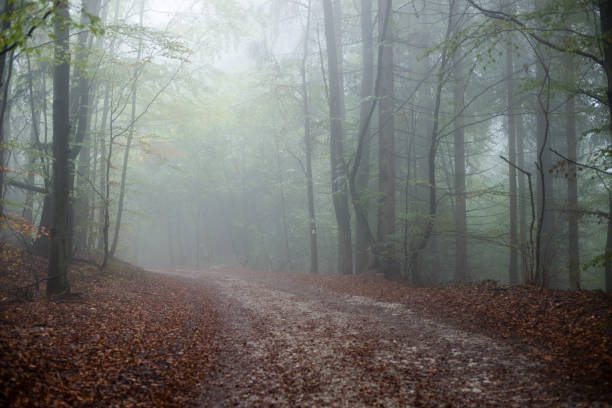 istock colorful autumn trees in heavy mist in forest 679976358