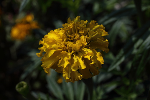 closeup of yellow freesia in a garden in spring