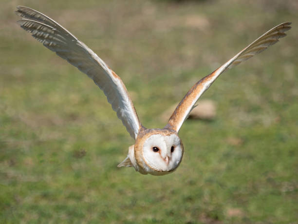 istock Barn owl (Tyto alba) flying in the forest 679985460
